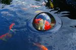 Floating-Fish-Sphere.jpg