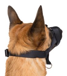 278708-PHO-PRO-DOG-CLIP-19281-19282-19283-3.jpg 278708-PHO-PRO-DOG-CLIP-19281-19282-19283-3.jpg
