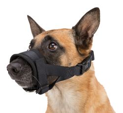278710-PHO-PRO-DOG-CLIP-19281-19282-19283-2.jpg 278710-PHO-PRO-DOG-CLIP-19281-19282-19283-2.jpg