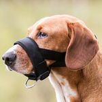 originals-PHO-IMAGE-DOG-PHO-IMAGE-DOG-Mischling-Bootsmann-Maulkorb-Wiese-11--SALL--AWK--V1.jpg