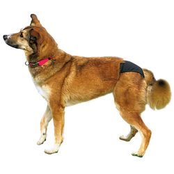 175744-PHO-PRO-DOG-CLIP-23490-23495-1.jpg 175744-PHO-PRO-DOG-CLIP-23490-23495-1.jpg