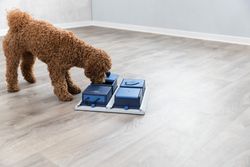 238622-PHO-PRO-DOG-32012-4.jpg 238622-PHO-PRO-DOG-32012-4.jpg