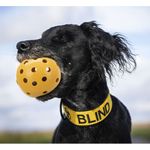 originals-PHO-PRO-DOG-PHO-PRO-DOG-3332-2--SALL--AWK--V1.jpg