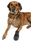 233430-PHO-PRO-DOG-CLIP-1949-1955-1956-1957-1958-1959-1.jpg