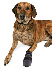 233430-PHO-PRO-DOG-CLIP-1949-1955-1956-1957-1958-1959-1.jpg 233430-PHO-PRO-DOG-CLIP-1949-1955-1956-1957-1958-1959-1.jpg