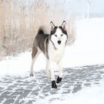 192433-PHO-PRO-DOG-19465-19467-2.jpg