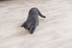 253368-PHO-PRO-CAT-41311-3.jpg 253368-PHO-PRO-CAT-41311-3.jpg