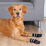 originals-PHO-PRO-DOG-PHO-PRO-DOG-19521-19522-19523-19524-19525-19526-1--SALL--AWK--V1.jpg