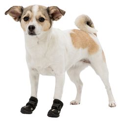 221283-PHO-PRO-DOG-CLIP-19460-19461-1.jpg 221283-PHO-PRO-DOG-CLIP-19460-19461-1.jpg