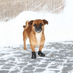 235274-PHO-PRO-DOG-19460-1.jpg 235274-PHO-PRO-DOG-19460-1.jpg