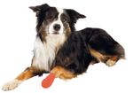 243168-PHO-PRO-DOG-CLIP-19450-4.jpg