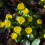 410476-DO45537-Winterlinge-Eranthussen--ca--5mm-.jpg