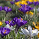 410497-DO98676-Krokus-Mischung-grossbluetig--ca--7-8mm-.jpg