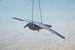 43336-PF-Rabe-fliegend-001-F.gif