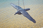43336-PF-Rabe-fliegend-003-F.gif