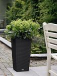 addi-cubico-cottage-30-sw-skimmia-large.jpg