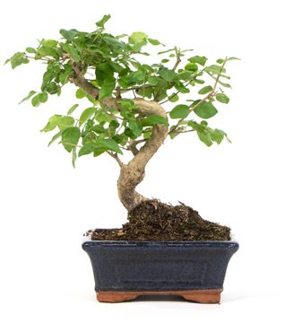 Bonsai Ligustrum S-Form, im 8x15cm Keramiktopf, Chinesischer Liguster, Höhe ca. 20cm