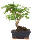Bonsai-Ligustrum01.jpg