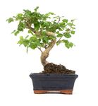 Bonsai-Ligustrum02.jpg