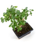 Bonsai-Ligustrum03.jpg