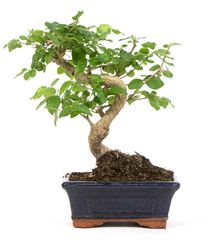 Bonsai-Ligustrum01.jpg Bonsai-Ligustrum01.jpg
