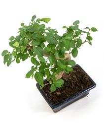 Bonsai-Ligustrum03.jpg Bonsai-Ligustrum03.jpg