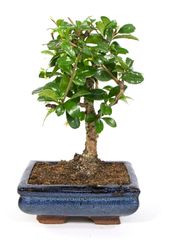 Bonsai-Carmona01.jpg Bonsai-Carmona01.jpg