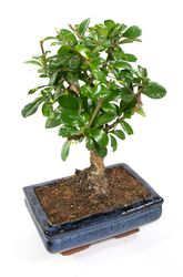 Bonsai-Carmona02.jpg Bonsai-Carmona02.jpg