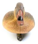 ente1.jpg