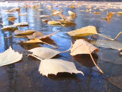 Cover-Net-2-.jpg Cover-Net-2-.jpg