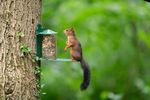 4109071-CJ303010619-CJ-Wildlife-Eichhoernchen-Futterautomat-Metall.jpg