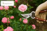 4110178-MGC0296-mgc24-Gartenschere---Rosenschere-Edelstahl_1.jpg