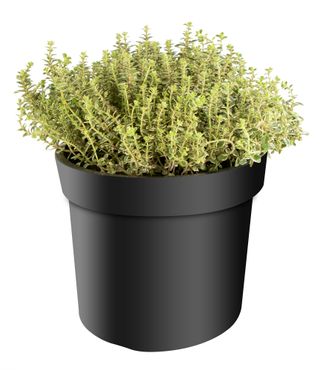 Thymus citriodorus, im 14cm Topf, Zitronenthymian, Höhe ca. 15cm
