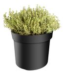Thymus-x-citrodorus-----Zitronenthymian.jpg