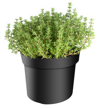 Thymus vulgaris, im 14cm Topf, Thymian 'Faustini', Höhe ca.15cm