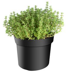 Thymus-vulgaris-Faustino-Thymian--Kugelthymian-.jpg Thymus-vulgaris-Faustino-Thymian--Kugelthymian-.jpg