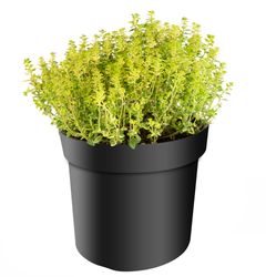 Thymus-x-citrodorus-Aureo-gelber-Zitronenthymian.jpg Thymus-x-citrodorus-Aureo-gelber-Zitronenthymian.jpg
