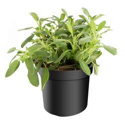 Salvia-officinalis-----Salbei.jpg Salvia-officinalis-----Salbei.jpg
