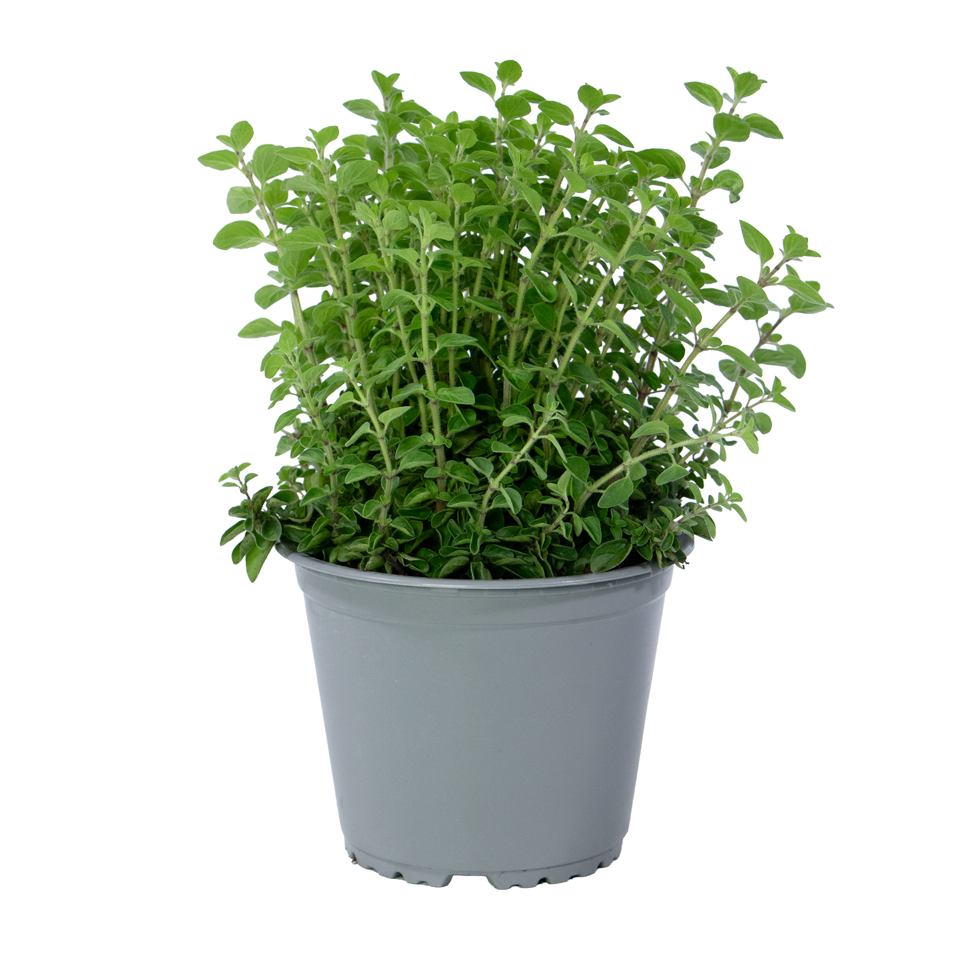 Origanum vulgare, im 14cm Topf, Oregano, Hhe ca. 15cm |  meingartencenter24.de - Garten Online Shop & Weber Grill Store