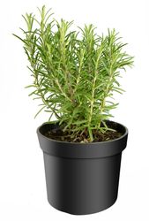 Rosmarinus-officinalis-----Rosmarin.jpg Rosmarinus-officinalis-----Rosmarin.jpg