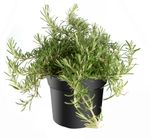 Rosmarin-prastratus-----ha--ngender-Rosmarin.jpg