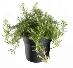 Rosmarin-prastratus-----ha--ngender-Rosmarin.jpg Rosmarin-prastratus-----ha--ngender-Rosmarin.jpg