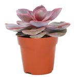 Echeveria-Red-Sky-1.jpg