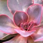 Echeveria-Red-Sky-3.jpg
