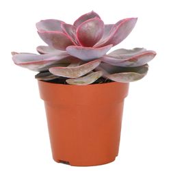 Echeveria-Red-Sky-1.jpg Echeveria-Red-Sky-1.jpg
