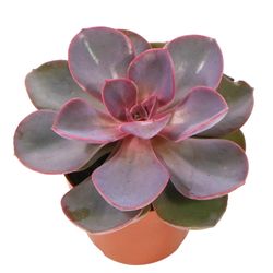 Echeveria-Red-Sky-2.jpg Echeveria-Red-Sky-2.jpg
