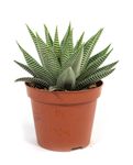 haworthia-spider-white.jpg