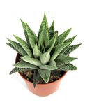 haworthia-spider-white2.jpg