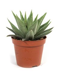 haworthia-spider-white.jpg haworthia-spider-white.jpg