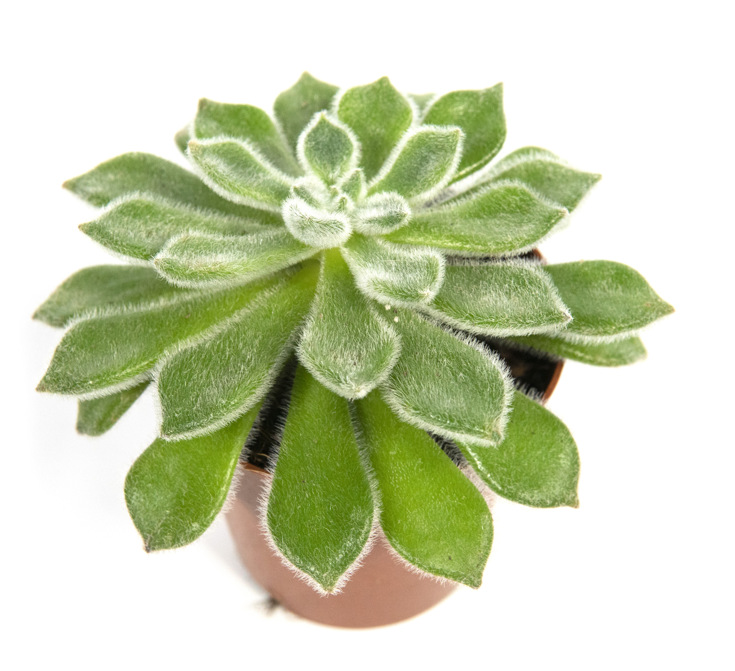 Echeveria Setosa, im 8,5cm Topf, Sukkulente, Hhe ca. 10cm |  meingartencenter24.de - Garten Online Shop & Weber Grill Store